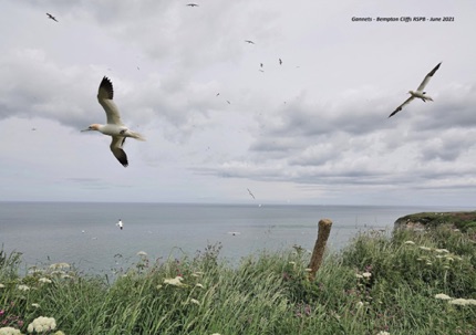 Gannets